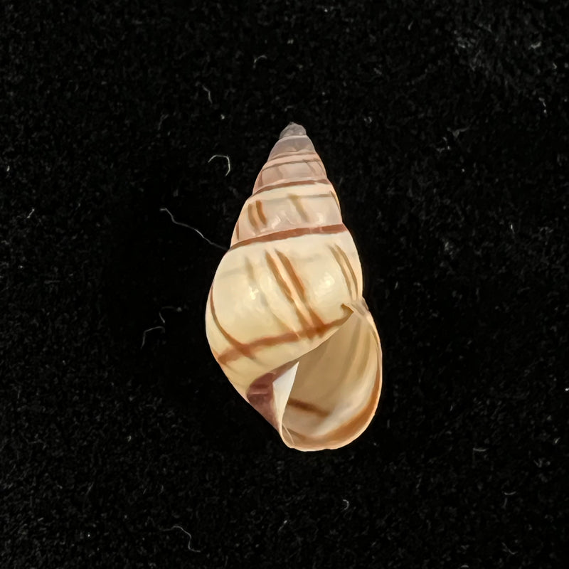 Drymaeus multilineatus (Say, 1825) - 16,2mm