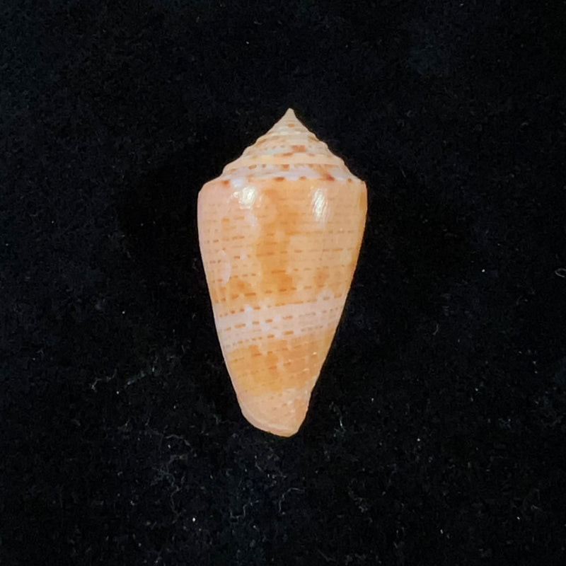 Conasprella ericmonnieri (Petuch & R. F. Myers, 2014) - 33,5mm