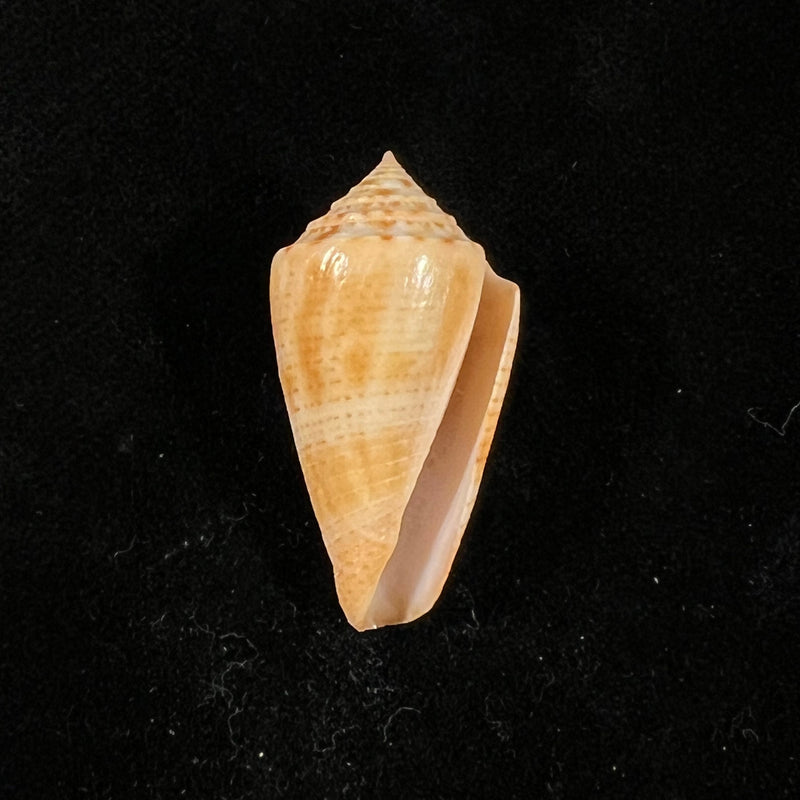 Conasprella ericmonnieri (Petuch & R. F. Myers, 2014) - 33,5mm