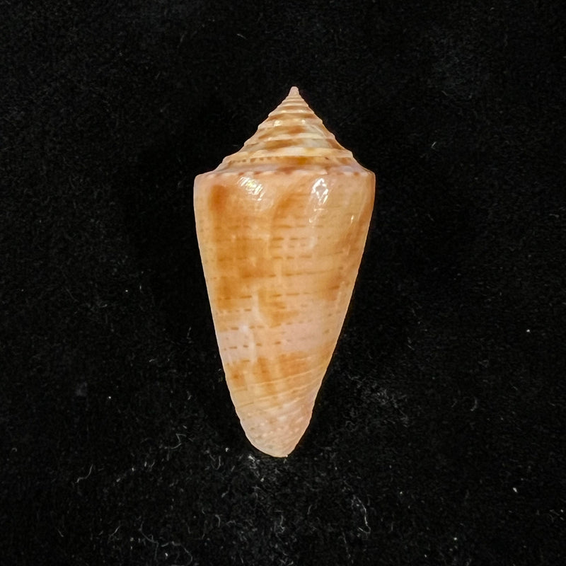 Conasprella ericmonnieri (Petuch & R. F. Myers, 2014) - 32,9mm