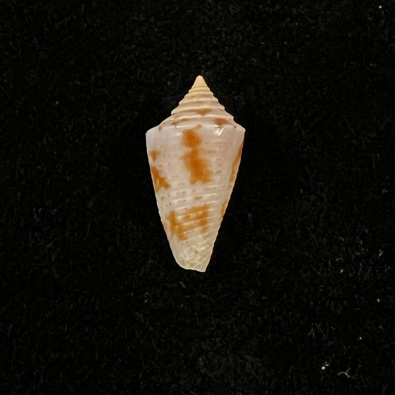 Conasprella icapui (Petuch & Berschauer, 2018) - 18,6mm