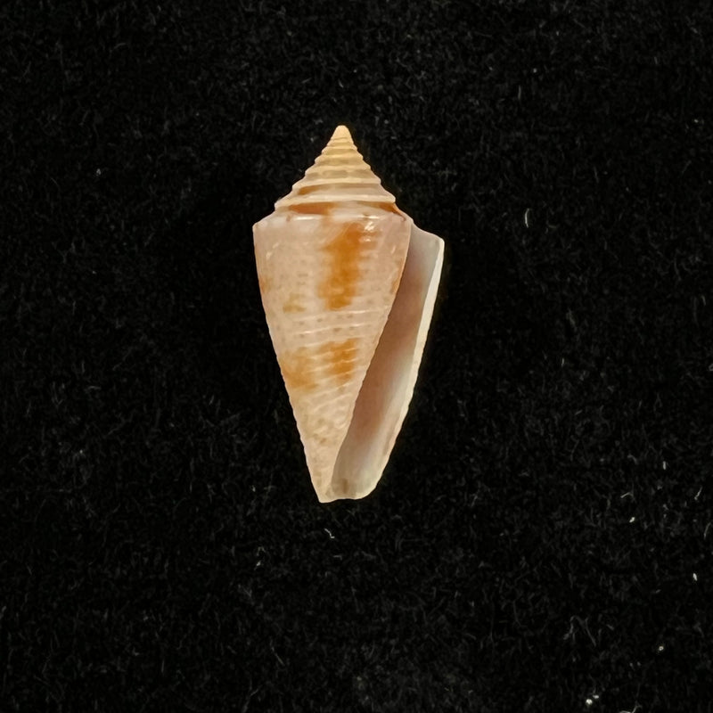 Conasprella icapui (Petuch & Berschauer, 2018) - 18,6mm