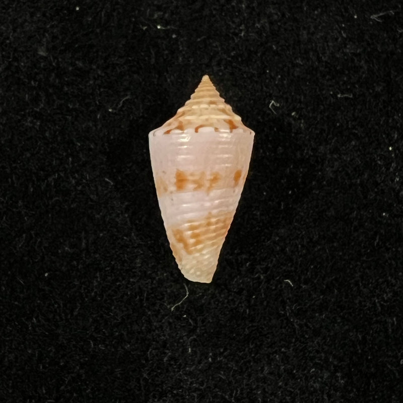 Conasprella icapui (Petuch & Berschauer, 2018) - 19,3mm