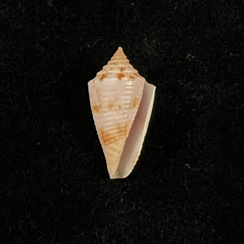 Conasprella icapui (Petuch & Berschauer, 2018) - 19,3mm