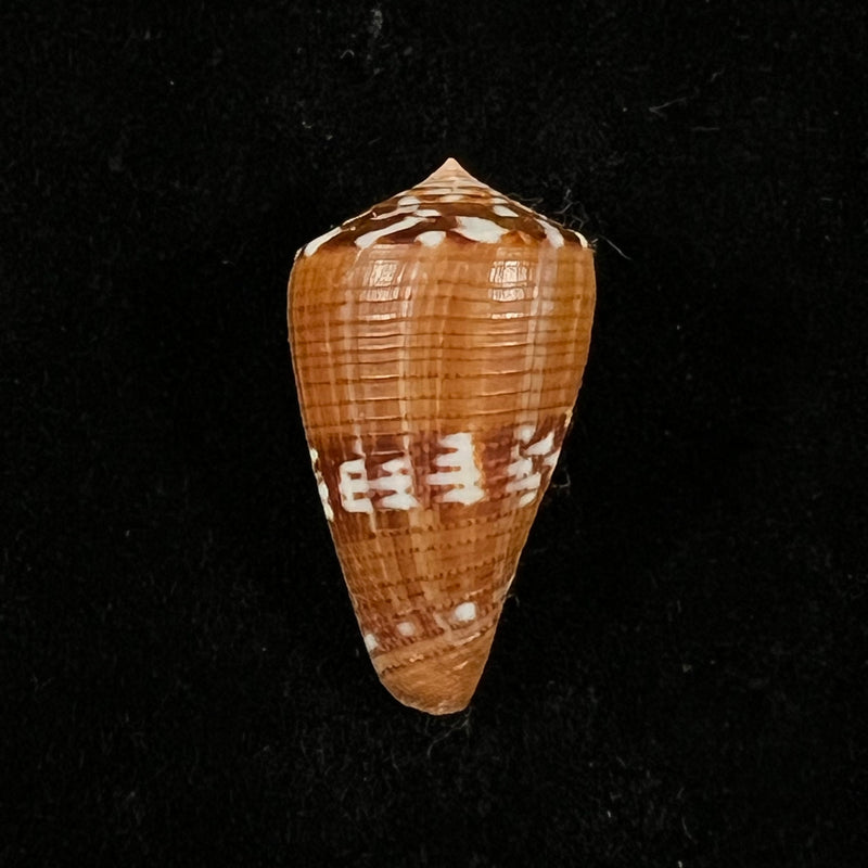 Conus vittatus Hwass in Bruguière, 1792 - 30,9mm