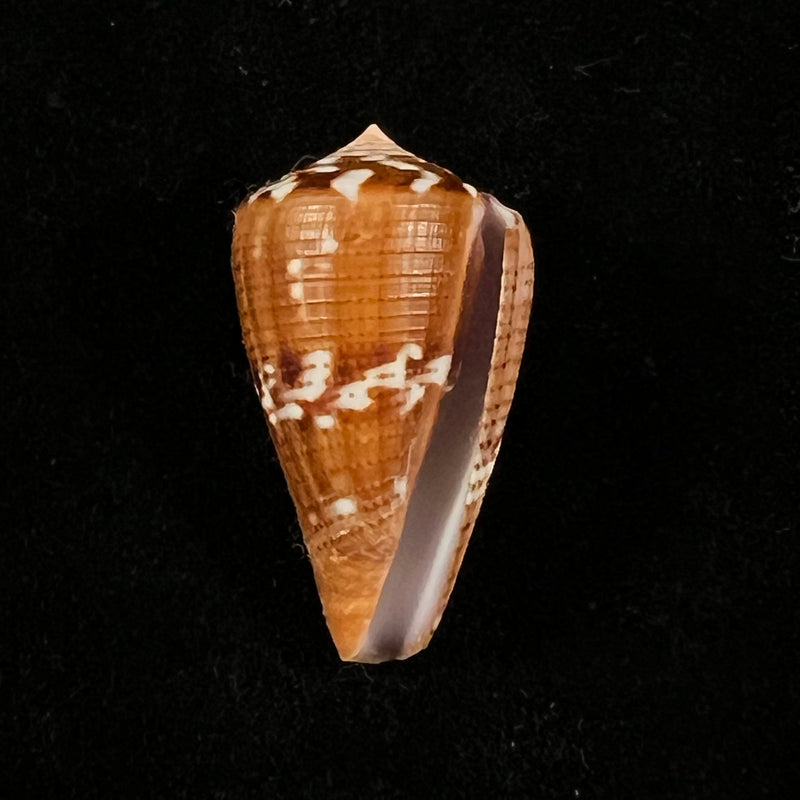 Conus vittatus Hwass in Bruguière, 1792 - 30,9mm