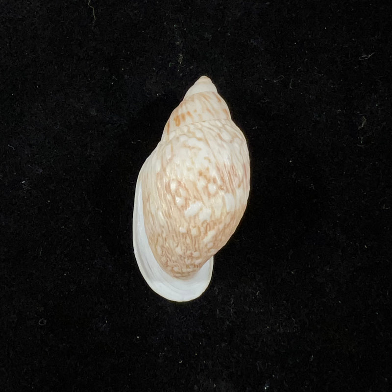 Otostomus vittatus (Spix, 1827) - 37,7mm