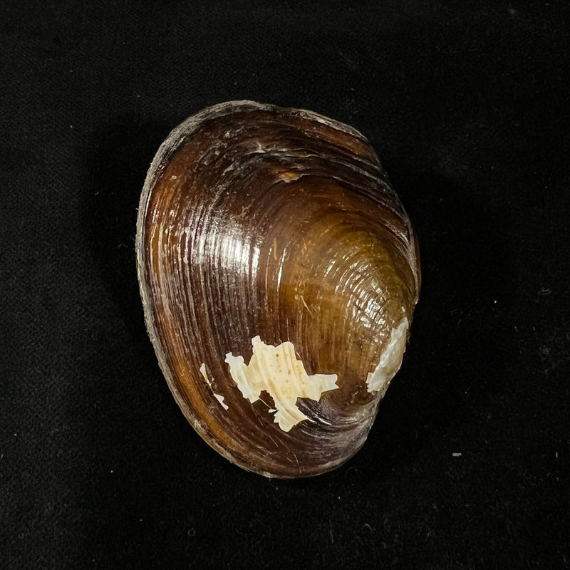 Diplodon deceptus (Simpson, 1914) - 62,1mm