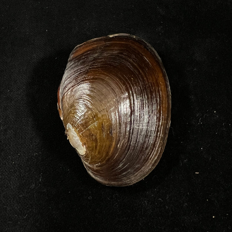 Diplodon deceptus (Simpson, 1914) - 62,1mm