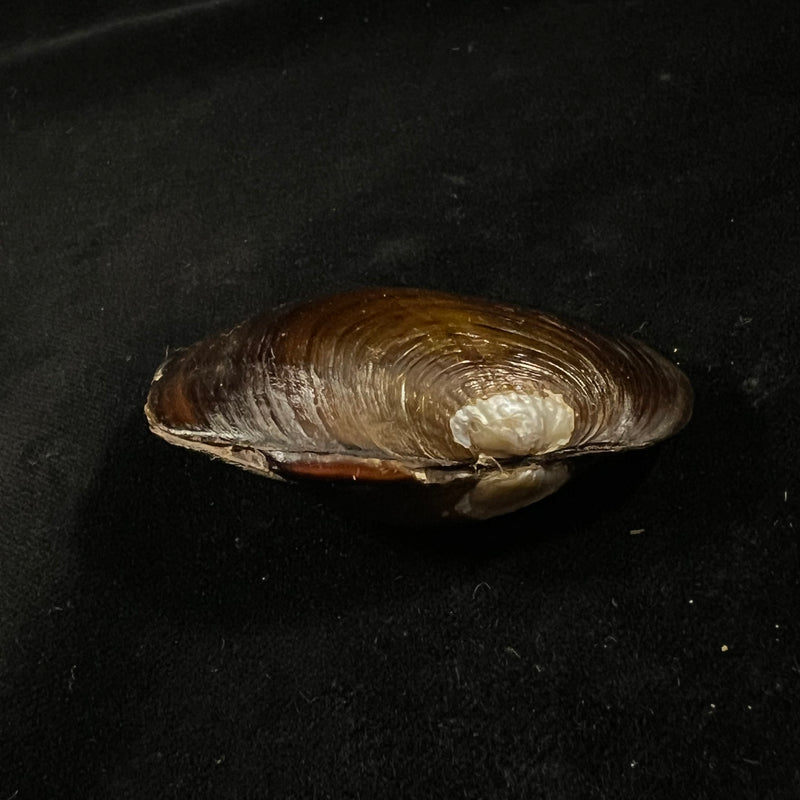 Diplodon deceptus (Simpson, 1914) - 62,1mm