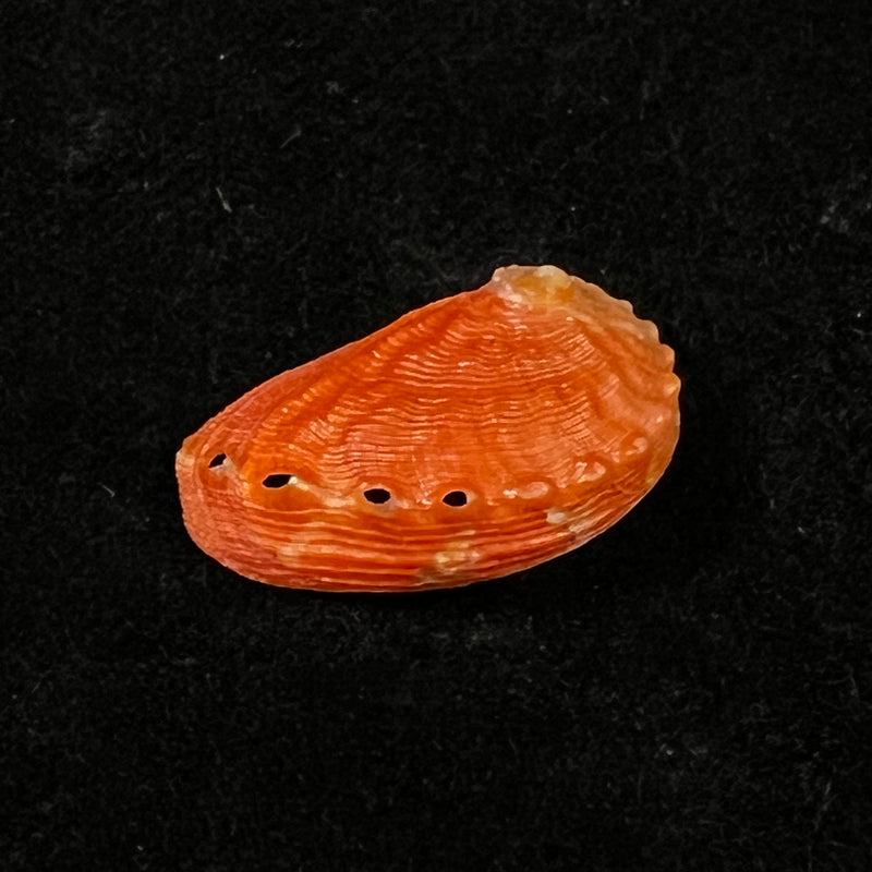 Haliotis pourtalesii aurantium Simone, 1998 - 22mm