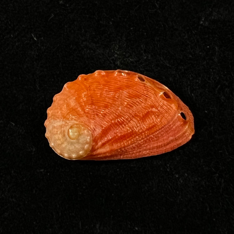 Haliotis pourtalesii aurantium Simone, 1998 - 22mm