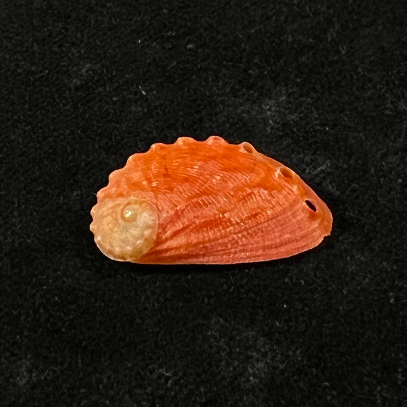 Haliotis pourtalesii aurantium Simone, 1998 - 20,6mm