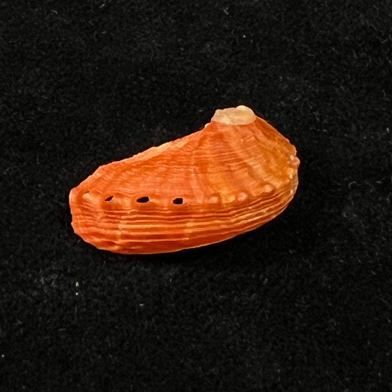 Haliotis pourtalesii aurantium Simone, 1998 - 21,2mm