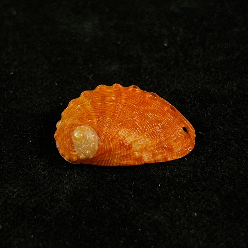 Haliotis pourtalesii aurantium Simone, 1998 - 21,2mm