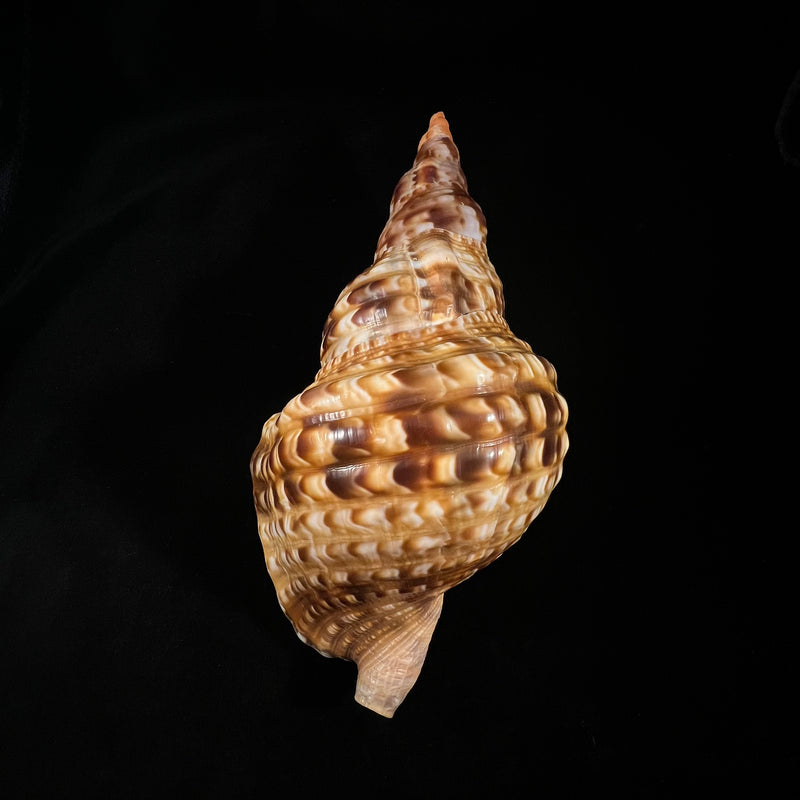 Charonia variegata (Lamarck, 1816) - 202,2mm