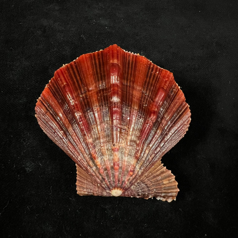 Nodipecten nodosus (Linnaeus, 1758) - 64,8mm