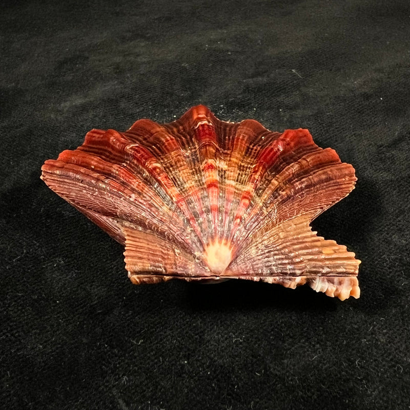 Nodipecten nodosus (Linnaeus, 1758) - 64,8mm