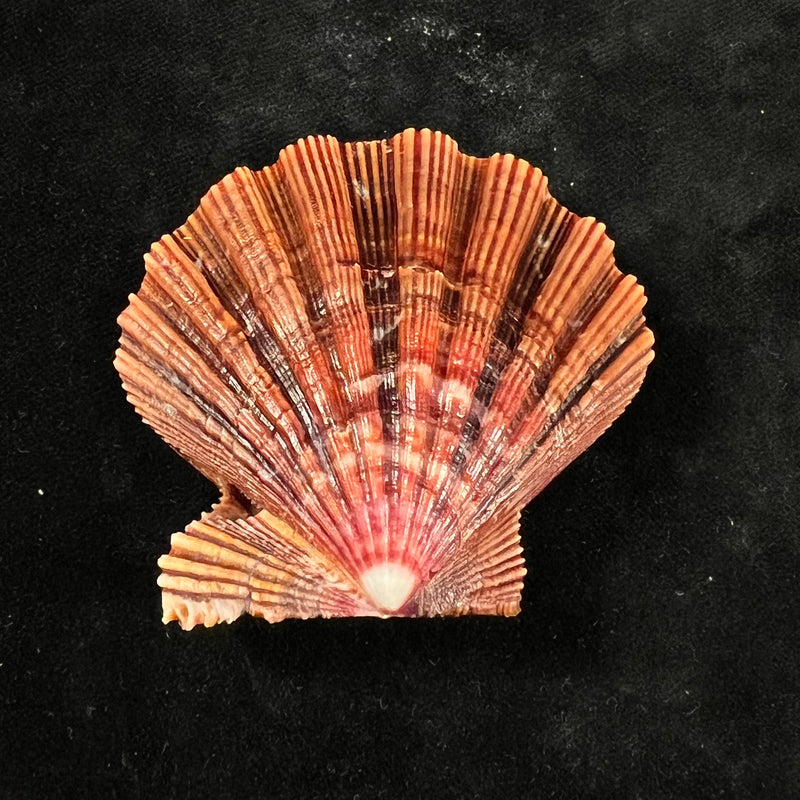 Nodipecten nodosus (Linnaeus, 1758) - 64,8mm