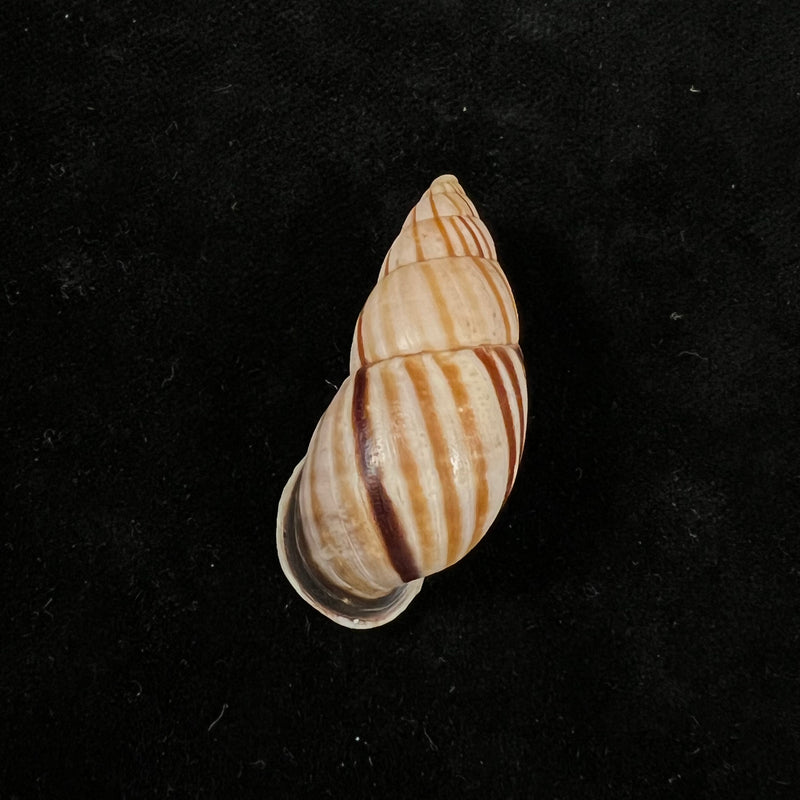 Neopetraeus lobbii (Reeve, 1849) - 39,1mm