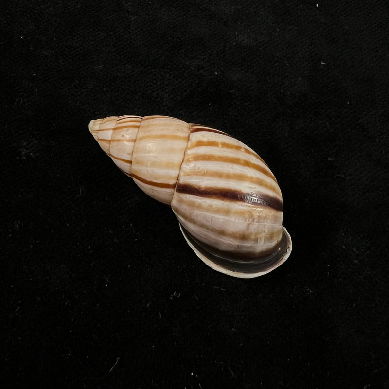 Neopetraeus lobbii (Reeve, 1849) - 39,1mm