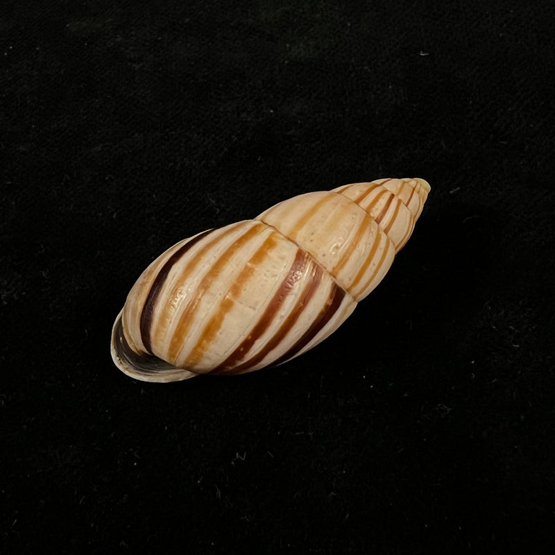 Neopetraeus lobbii (Reeve, 1849) - 39,1mm