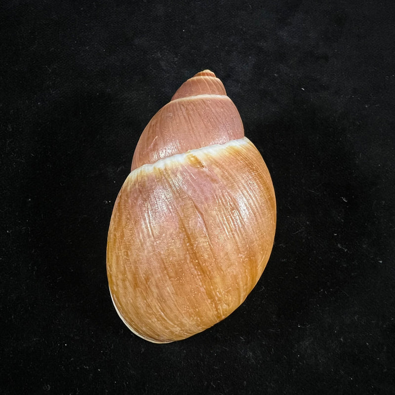 Megalobulimus yporanganus (Pilsbry & Ihering, 1901) - 72,2mm