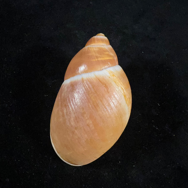 Megalobulimus yporanganus (Pilsbry & Ihering, 1901) - 74,1mm