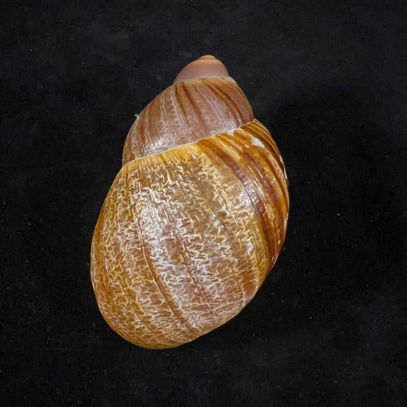 Megalobulimus gummatus (Hidalgo, 1870) - 100,6mm