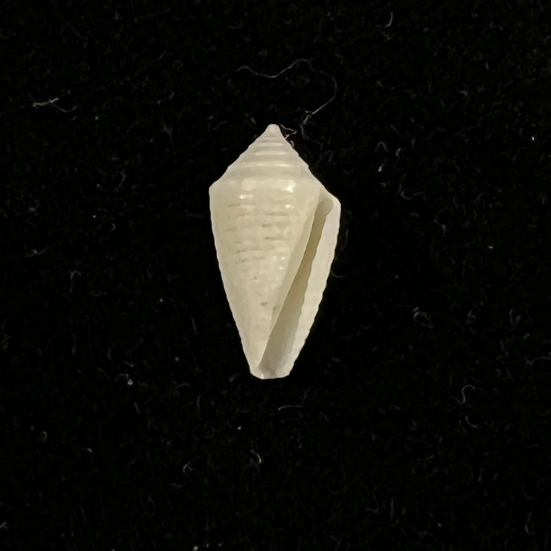 Conasprella pomponeti (Petuch & R. F. Myers, 2014) - 12,5mm