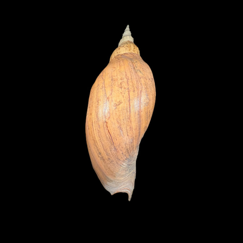 Adelomelon beckii (Broderip, 1836) - 417,4mm