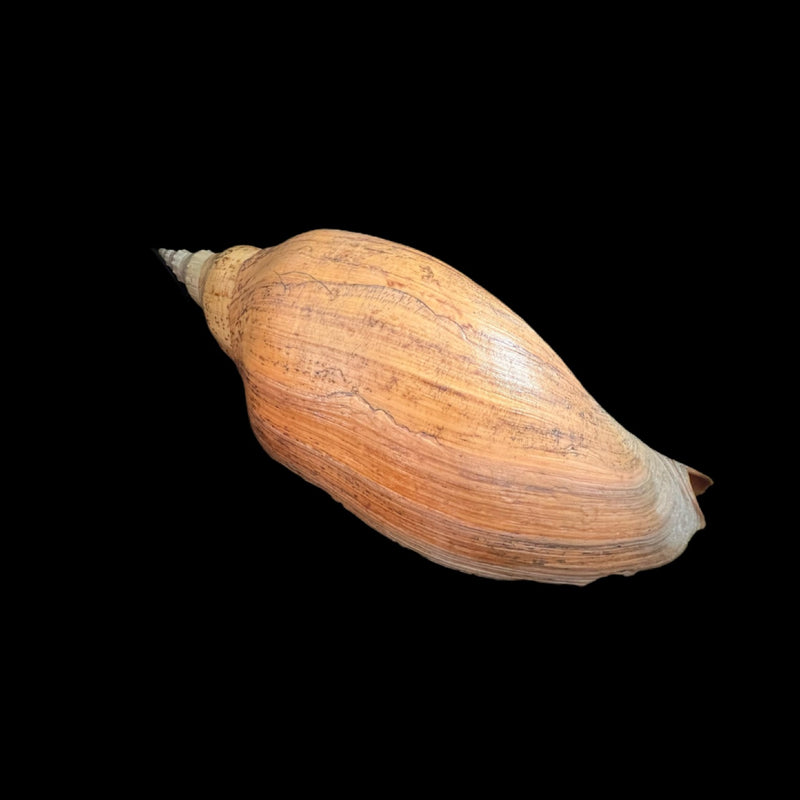 Adelomelon beckii (Broderip, 1836) - 417,4mm