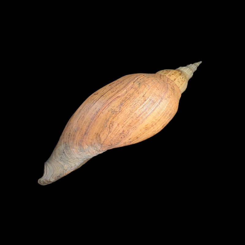 Adelomelon beckii (Broderip, 1836) - 417,4mm