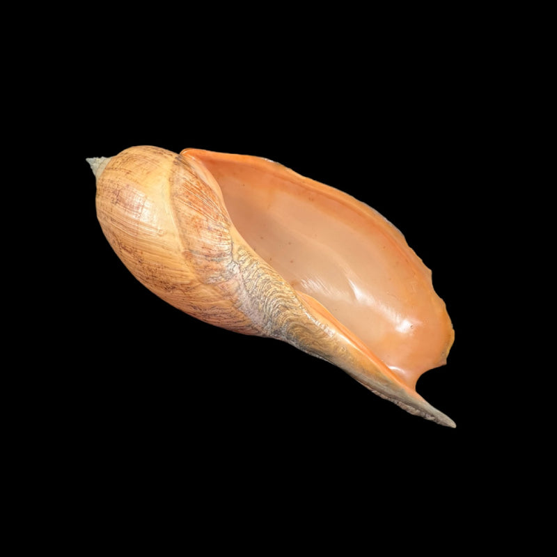 Adelomelon beckii (Broderip, 1836) - 417,4mm