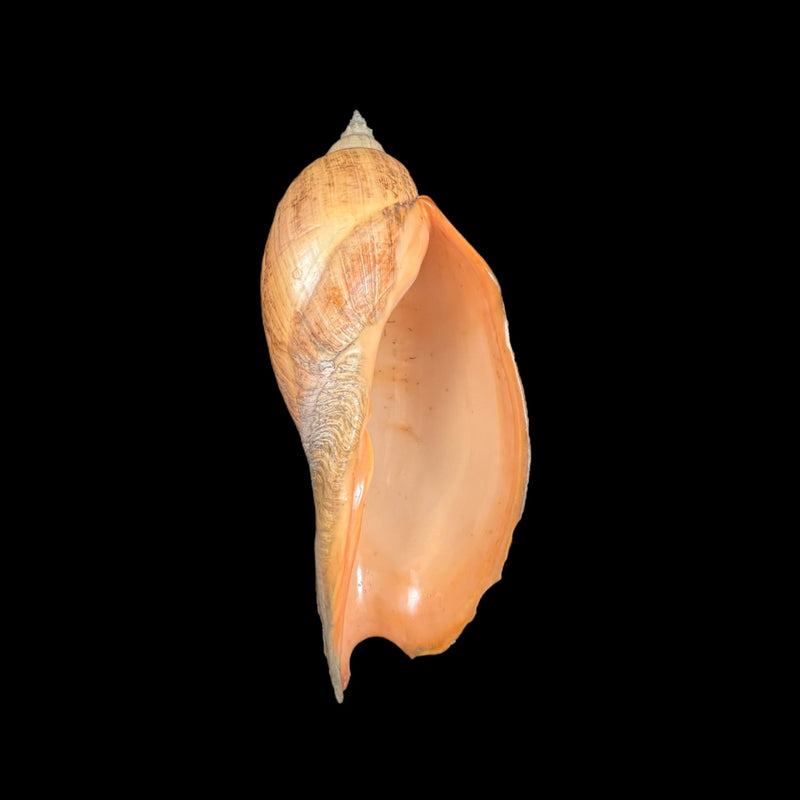 Adelomelon beckii (Broderip, 1836) - 417,4mm