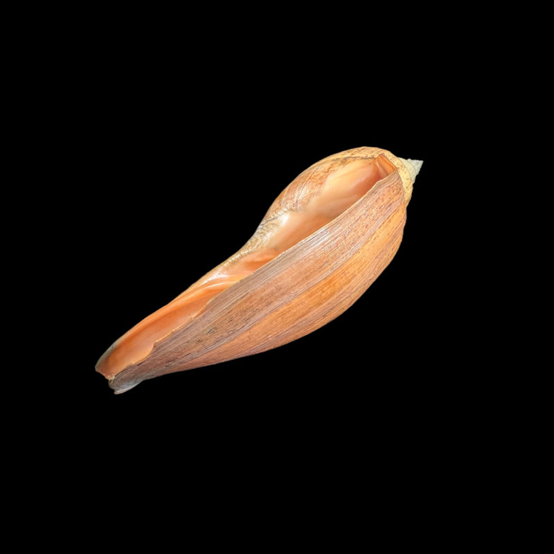 Adelomelon beckii (Broderip, 1836) - 417,4mm