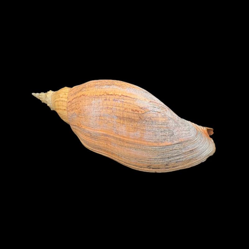 Adelomelon beckii (Broderip, 1836) - 397,1mm