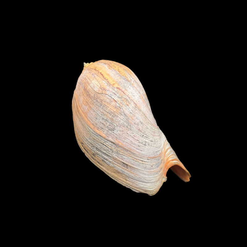 Adelomelon beckii (Broderip, 1836) - 397,1mm