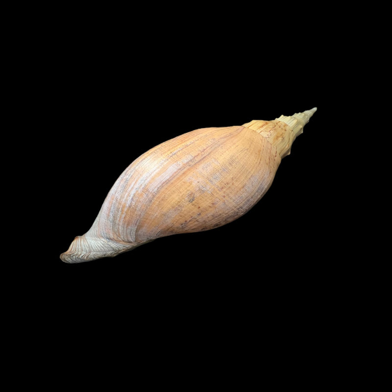 Adelomelon beckii (Broderip, 1836) - 397,1mm