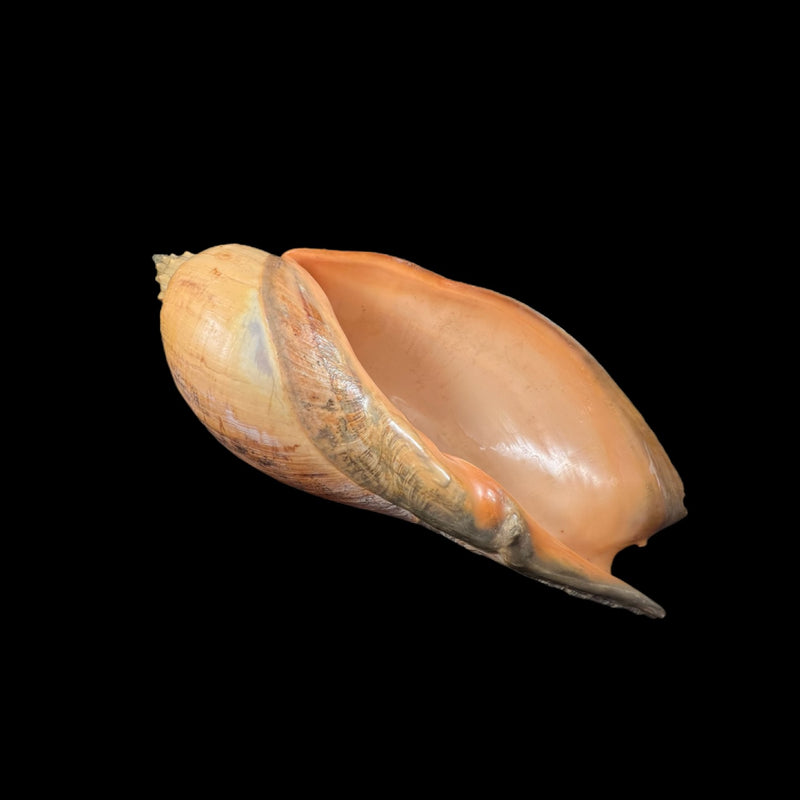 Adelomelon beckii (Broderip, 1836) - 397,1mm