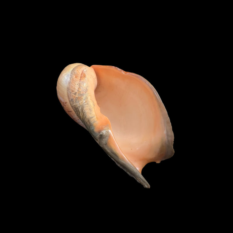 Adelomelon beckii (Broderip, 1836) - 397,1mm