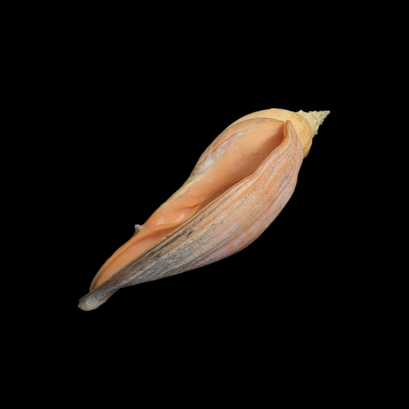 Adelomelon beckii (Broderip, 1836) - 397,1mm