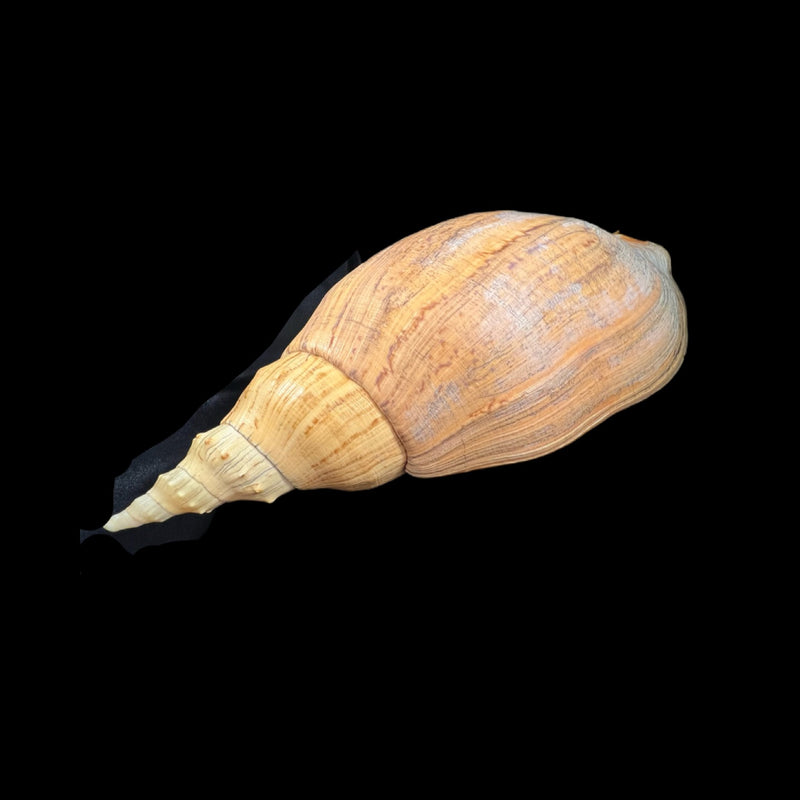 Adelomelon beckii (Broderip, 1836) - 397,1mm