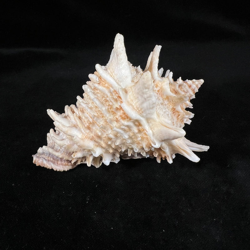 Aristovasum cassiforme (Kiener, 1840) - 96,5mm