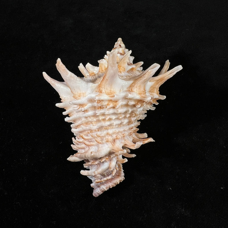 Aristovasum cassiforme (Kiener, 1840) - 82mm