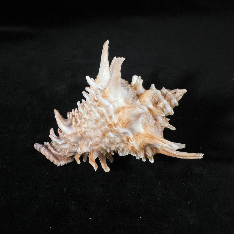 Aristovasum cassiforme (Kiener, 1840) - 82mm