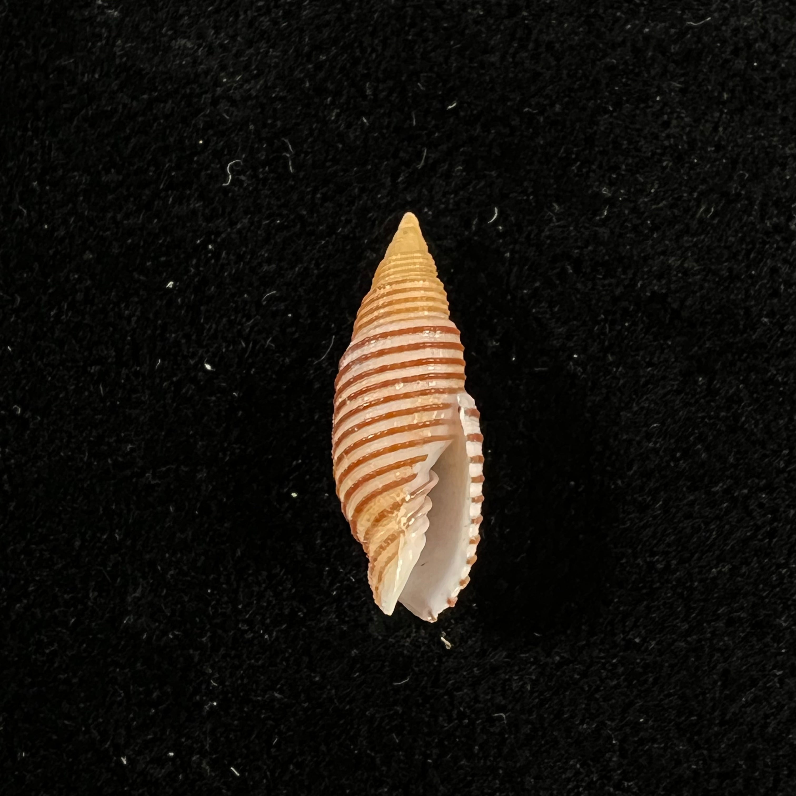 Domiporta filaris (Linnaeus, 1771) - 18,7mm