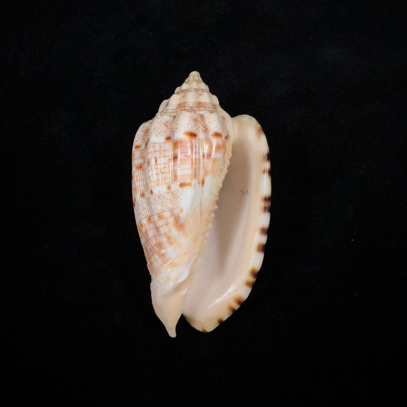 Voluta retemirabilis (Petuch, 1981) - 81,9mm