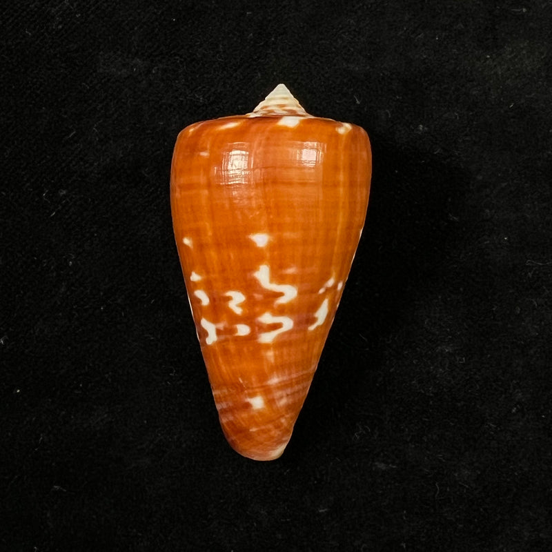 Conus spurius ochraceus Lamarck, 1810 - 49,8mm