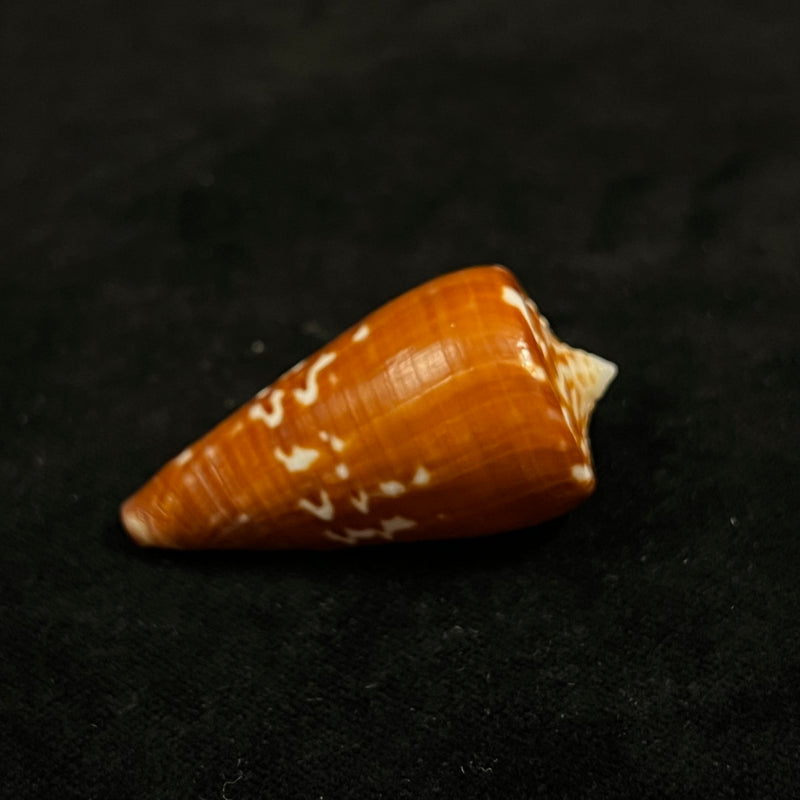 Conus spurius ochraceus Lamarck, 1810 - 49,8mm